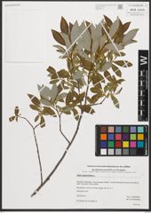 Foto von Salix phylicifolia L.